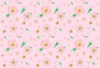 Abstract of pink rose flower with petal on pink background.