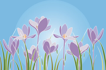 Crocus sativus flower with leaf on blue background.