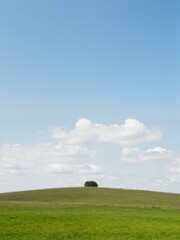 Obraz premium A lone tree atop of a green hill.