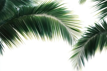 Naklejka premium Close-up of green palm tree leaves against a bright white sky background creating a tropical and fresh atmosphere