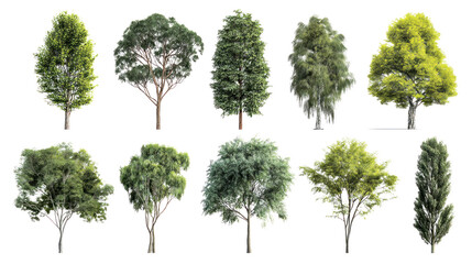 Obraz premium Diverse Tree Collection: A visual feast of varied tree species, showcasing their unique shapes, textures, and lush green foliage against a vibrant backdrop, perfect for design elements.
