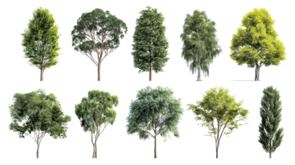 Diverse Tree Collection: A visual feast of varied tree species, showcasing their unique shapes, textures, and lush green foliage against a vibrant backdrop, perfect for design elements.