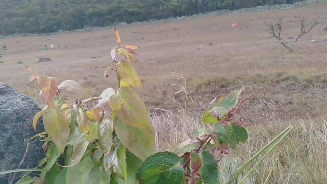 plant that thrives in upland areas with beautiful views of hills and meadows.