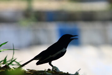 oriental magpie robin bird photography in india