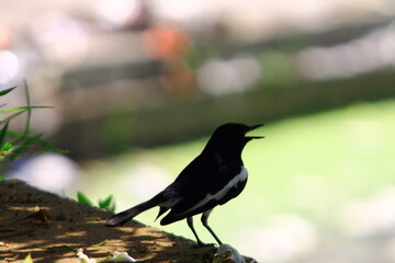 oriental magpie robin bird photography in india