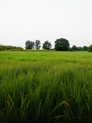 A lush green field with trees in background.