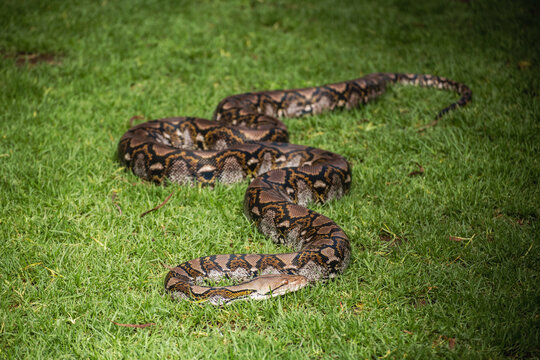 Carpet phyton on the grass
