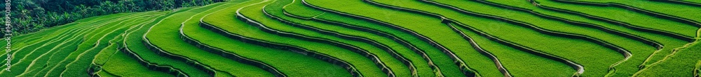 Poster lush green terraced fields create a wave-like pattern in sunlight.