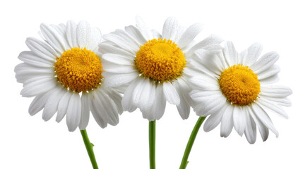 Naklejka premium Daisy Trio: A trio of delicate daisy blossoms, their bright yellow centers and pristine white petals create a serene and natural ambiance, perfectly illustrating the beauty of floral elegance.