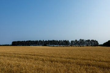 Fototapeta premium Forest and wheat field