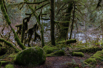The trees and rocks on the river bank are completely covered with moss.