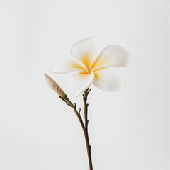 Obraz premium white frangipani flower