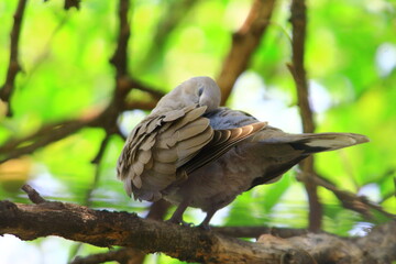 dove on the tree