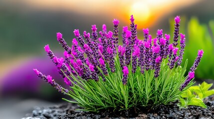 Obraz premium Sunset Lavender Field Vibrant Purple Blossoms and Golden Light