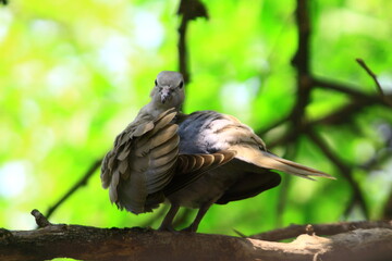 dove on the tree