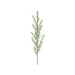 Sprig of Fresh Rosemary Herb Isolated on Black Background
