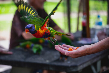 Rainbow Lorikeet flying of a hand