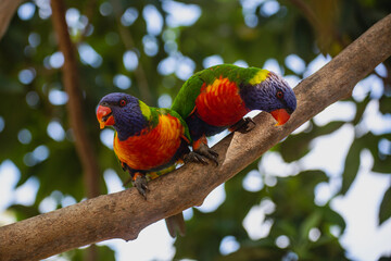 Rainbow Lorikeets on a tree