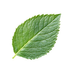 Obraz premium Single Vibrant Green Leaf Isolated on Black Background