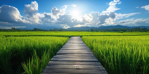 Fototapeta premium Serene Rice Paddy Path: A Tranquil Wooden Bridge Across Lush Green Fields Under a Sunny Sky