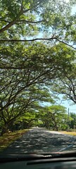 Majestic roadside trees lining the highway, casting cooling shade with a scenic sky backdrop. A serene blend of nature and travel—ideal for landscape, editorial, environmental, or design use.