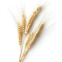 Golden wheat stalks on white background