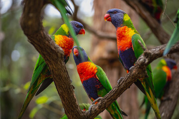 Rainbow Lorikeets on a tree