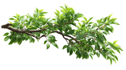 Green Branch with Leaf: An eye-level shot reveals a branch laden with vibrant green leaves, a visual of nature's artistry.