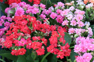 Pink flowers for background. The tree is densely blossoming. Bougainvillea.