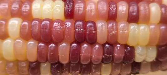 Purple and yellow corn seeds for background