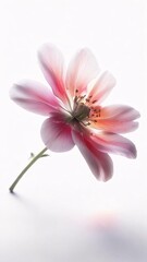 Obraz premium Delicate Pink Flower on White Background A Botanical Close-Up