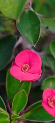 Euphorbia milii 'Thai', known as Crown of Thorns, refers to the Thai hybrids of this succulent plant, known for their large, colorful flowers and vigorous growth. These hybrids are popular in Asia