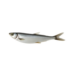 Fototapeta premium Single Fresh Silver Fish Floating Gracefully Against a Deep Backdrop in a Sharply Focused and High-Quality Image