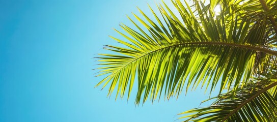 Naklejka premium Lush Palm Fronds Against a Clear Sky