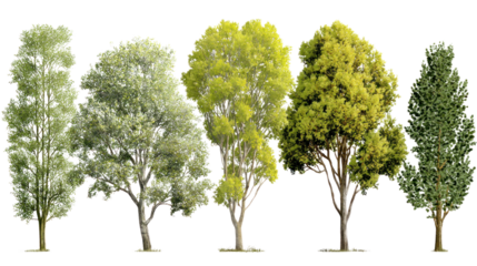 Green Canopy Showcase: A selection of vibrant trees of various species stand in unison. Displaying their unique, verdant foliage. Highlighting the diversity and beauty of the natural world.
