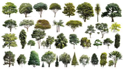 A collection of various tree species, showcasing diverse shapes, sizes, and leaf patterns. A visual exploration of arboreal life, perfect for design and educational projects.