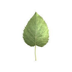 Fototapeta premium Single Sunflower Leaf on Black Background