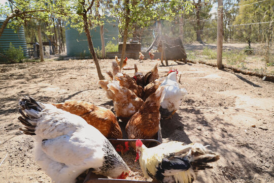 Chickens peck eagerly at grains in feeder trough