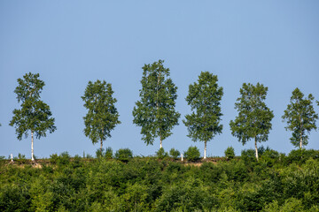 Row of white birch trees on a hill