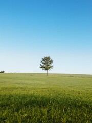 A tree in an open field on sunny day.