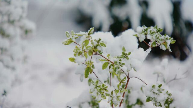Footage shows a close-up view of snowberry (Symphoricarpos albus), with its white berries covered in fresh snow during a winter day in a natural or park setting
