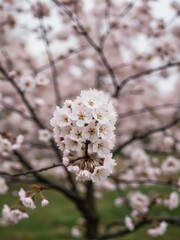 Obraz premium A tree with pink flowers and leaves.