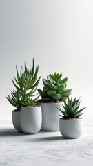 Stylish Succulents in Modern Ceramic Pots Minimalist Home Decor