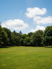 Fototapeta premium A wide green field with tall trees in the background.