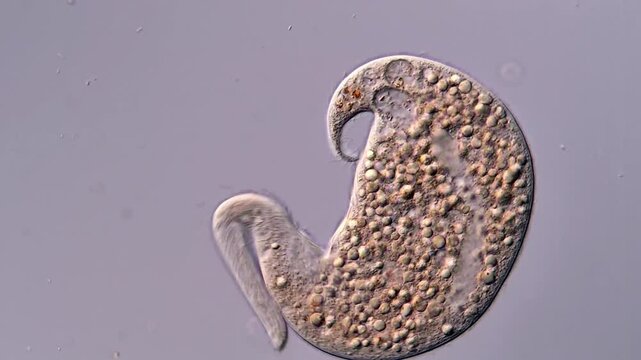 Movement of freshwater dileptus Ciliates under microscope view,  400x