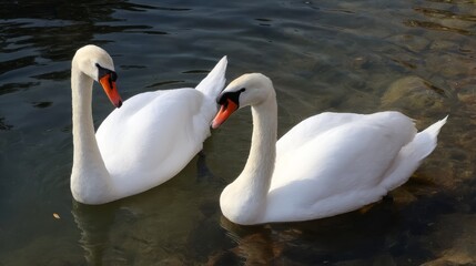 close-up of two swans forming a heart with their necks, symbolizing love and romance.