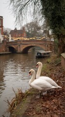 A joyful couple of swans enjoying the afternoon together.