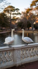 Swan couple enjoying their day together.