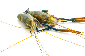 Fresh river prawns isolated on white background. Big freshwater prawns. River prawns for cooking.