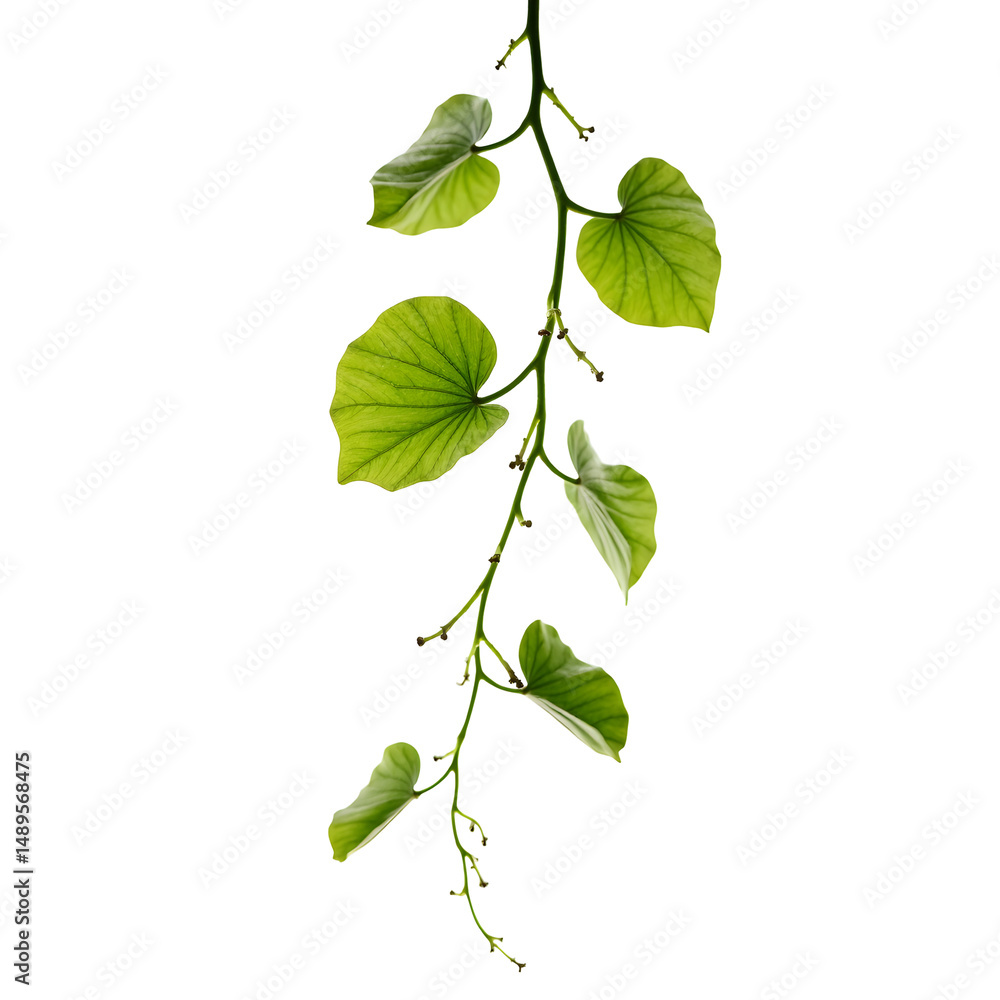 Poster suspended fiddle leaf fig vine with delicate trailing foliage capturing the essence of botanical art